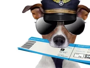Air Canada Ordered to Adjust Traveling Canine Policy