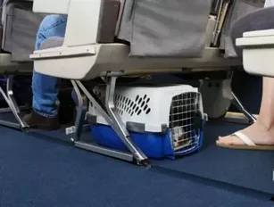 WestJet Named Pet Friendly Airline