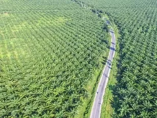 Indonesia’s palm oil industry is set to surge