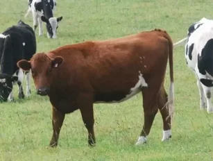 Australia cattle ban lifted