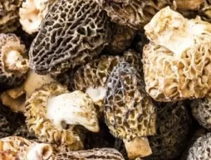 The start of South Africa’s truffle industry?