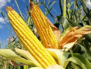 USDA Proposes Approval of 2,4-D Resistant GMO Seeds
