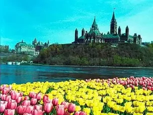 Canadian Tulip Festival Makes the Capital Bloom