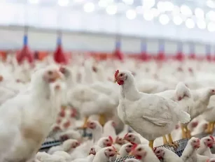 Cargill's purchase of Columbian chicken producer should ensure Latin American growth