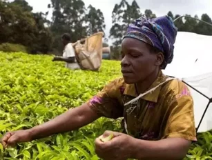 Fairtrade Foundation assesses female participation in international supply chains
