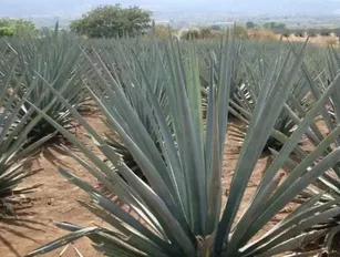 Tequila & Biofuel: Agave as an Ethanol Crop