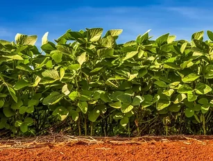 New Soy Manifesto will cut deforestation from supply chains