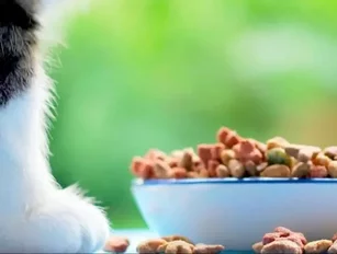 Nestlé in talks to acquire Champion Petfoods for over $2.6bn