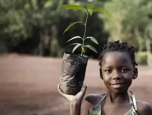AfDB approves US$20mn investment for African Forestry Fund