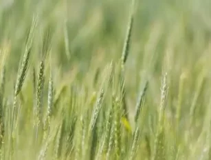 SAB launches Better Barley Better Beer sustainability program for emerging farmers