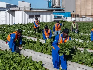 South African Breweries (SAB) Produces Sustainable Spinach