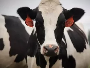 Mad Cow Disease Has Resurfaced in Canada. Should We Be Worried?