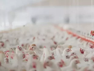 No more factory farm chickens in Dutch supermarkets by 2023
