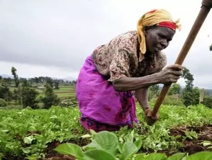 African Agriculture Needs Young Entrepreneurs, says Report