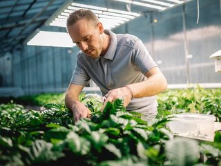 Working with Coffee Plantlets at Nestle (Credit: Nestle)