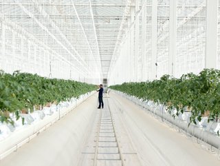 UAE-based Pure Harvest Farms uses Honeywell refrigerant technology to cool its new indoor farm in Al Ain, while reducing energy consumption and CO2 emissions