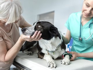 Pet insurance covers animals in the event of unexpected surgical bills, among other things.