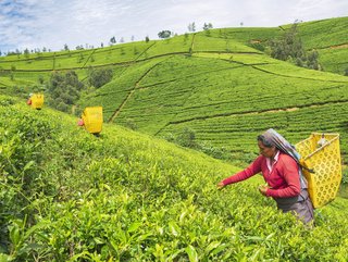An estimated 13 million people across 48 countries work on tea plantations, and many suffer “endemic human rights abuses”, says the BHRRC.
