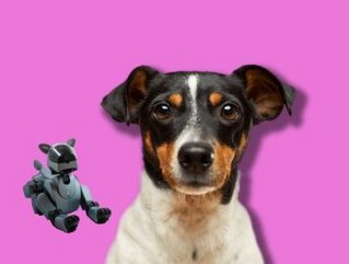 Meta AI Chief: Current AI not at dog-level intelligence
