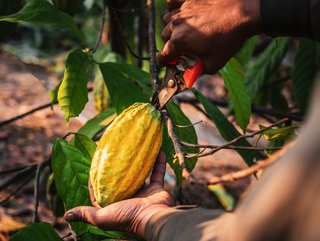 Cocoa harvests in Africa have been ravaged by disease, meaning chocolate makers have had to up the price of their products.