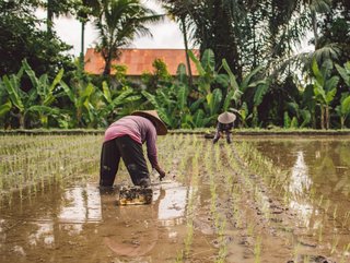 In part, the extension will allow Igloo to launch an index-based crop insurance product.