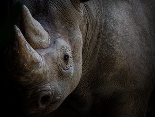 Moody's Analytics has recently shared a whitepaper detailing the impacts of wildlife trafficking  Credit: Getty Images
