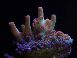 Credit: Canon Europe | An unusual partnership with the Coral Spawning Lab
