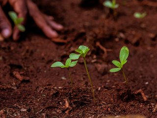 Credit: Getty | AstraZeneca will plant millions of trees in Kenya and monitor with AI