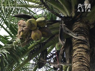 The latest investigation by animal rights charity PETA into the Thai coconut milk industry found that chained monkeys are forced to spend long hours in trees picking heavy coconuts, and that they are often beaten and suffer fatal falls. This covert image is among hundreds taken by PETA.