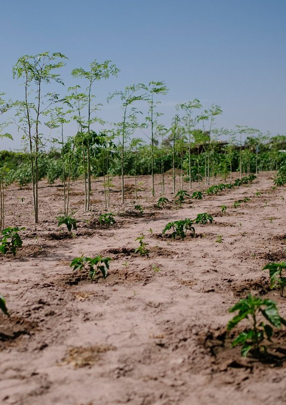 Ecosia: Using Telecom Tech to Plant Trees and Cut Emissions | Telco Magazine