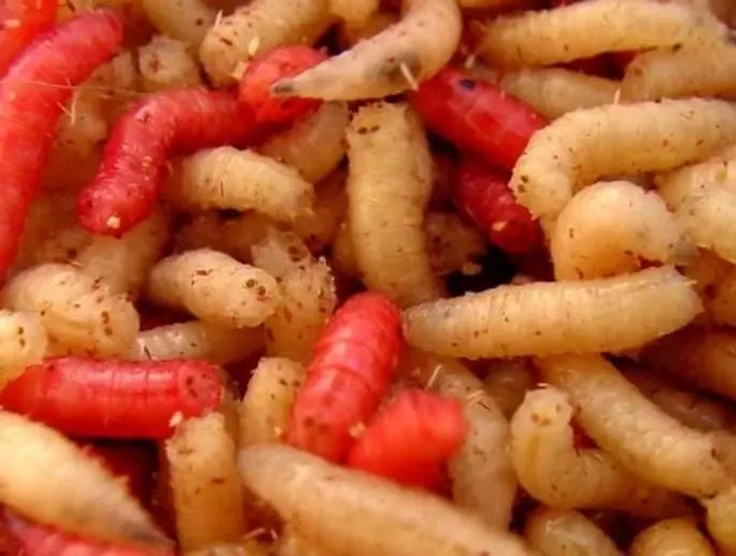 Maggots can effectively clean hardtoheal wounds Healthcare Digital