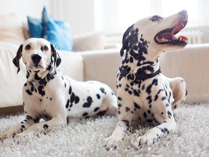 fifth-of-dog-owners-struggling-with-cost-of-pet-insurance-insurtech