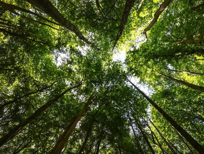 Capgemini and Ecologi to plant 20 million trees | Sustainability Magazine