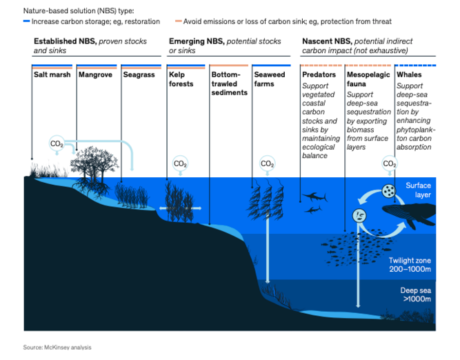 Blue carbon: The potential of coastal and oceanic climate action