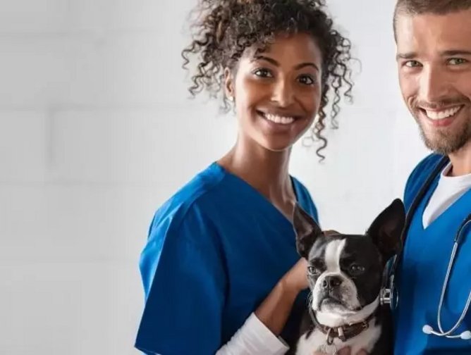 Enhancing Efficiency In Veterinary Practices In A Digital Age