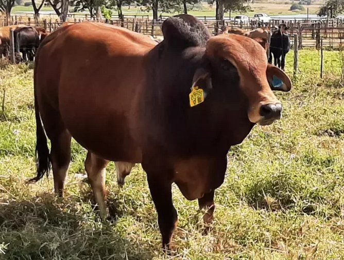 Mastercard blockchain adds visibility to cattle supply chain | Supply ...