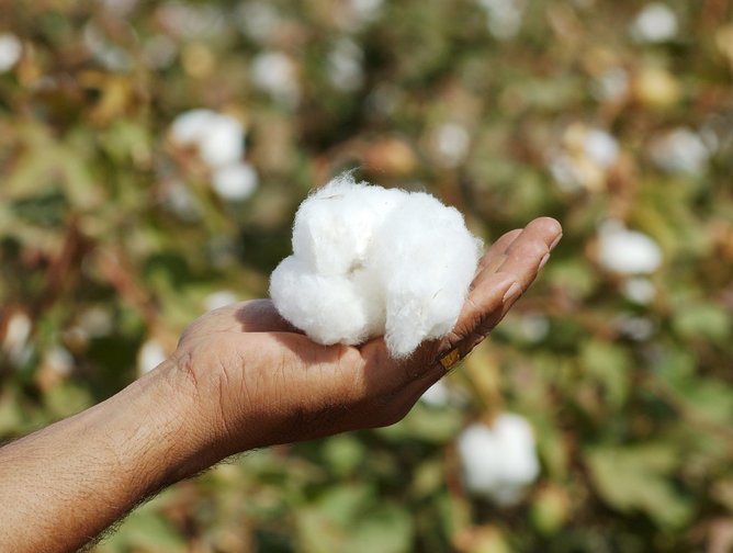Better Cotton brings its practices to southern Chad Sustainability